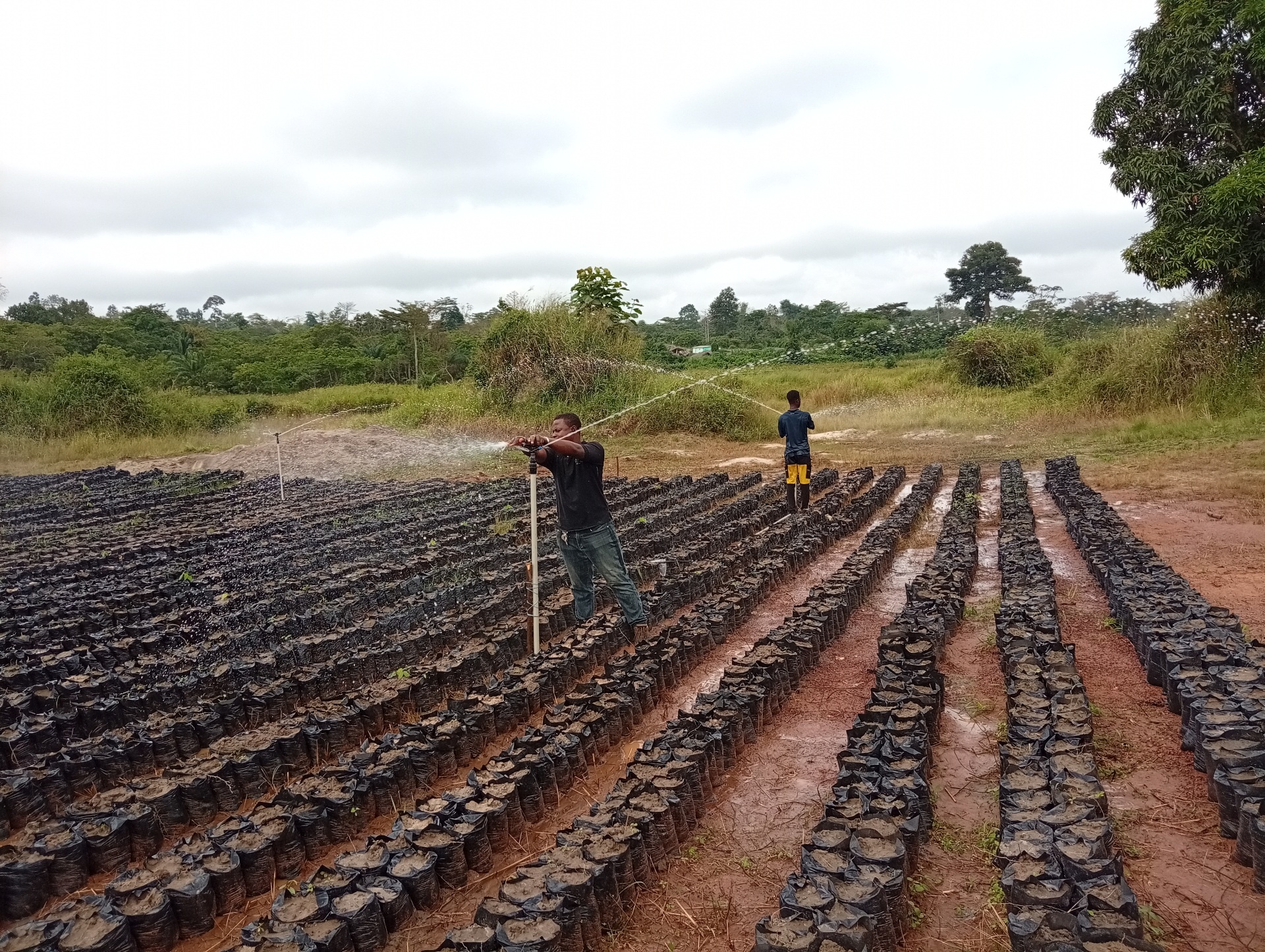 Pépinière Décembre 2025