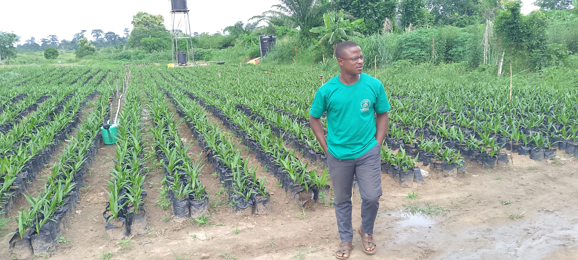 Pépinière de palmiers